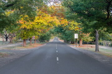 Beautiful autumn morning with tree perspective on an empty road.