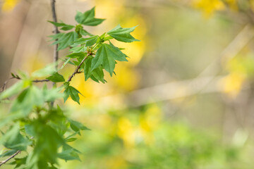 A green plant that feels the energy of spring