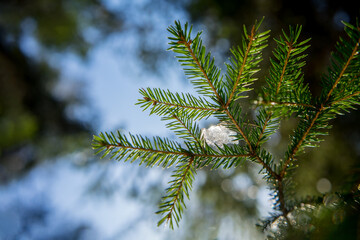 Blue Spruce with drops of snow melting, macro