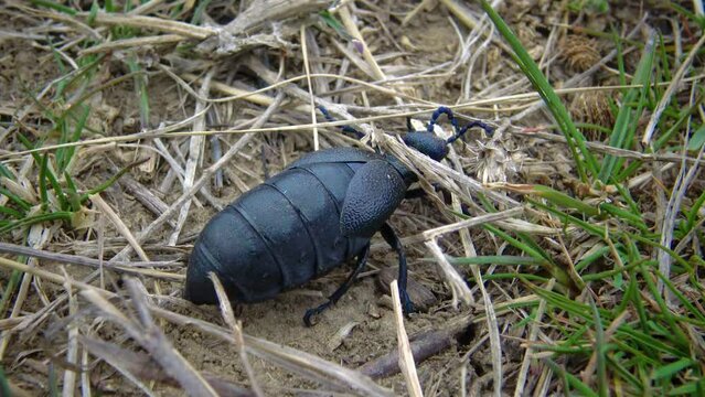 Blue oil beetle (Meloe proscarabaeus) spring among the grass in the wild, Ukraine