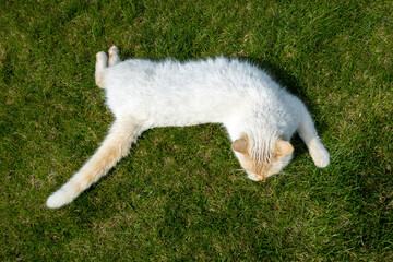 Photo of thai red point siamese cat on the lawn.