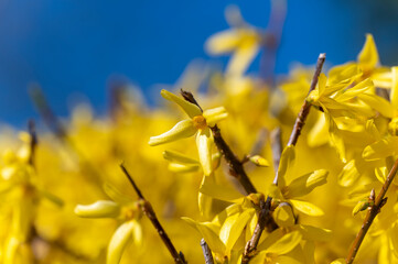 Detail of the yellow flowers of a forsythia against a blue sky.