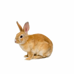 Red rabbit sits on a white background. Pets concept.