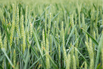 green wheat field closeup