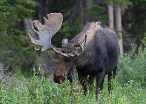Bull Moose in the Colorado Rocky Mountains