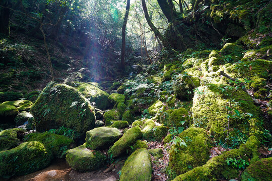屋久島：白谷雲水峡