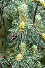 Female conifer pinecones and needles on pine tree branches
