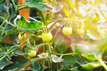 Young green tomatoes grow in a greenhouse in the garden in bright sunlight. Close-up, selective focus, soft focus