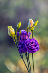 Fioletowa kwiaty © Gabriela