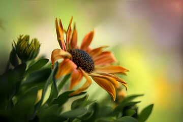 Fototapeta premium Pomarańczowy kwiat