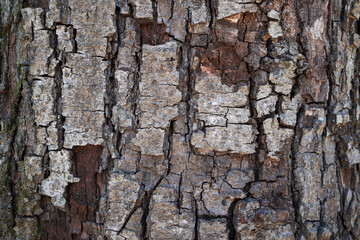 Close Up of Bark on Tree Stump.