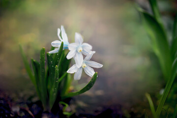 wiosenny kwiatuszek