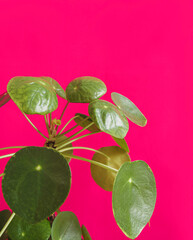 Close-up on the round, smooth, fleshy and flat leaves on the long stalks of Pilea peperomioides, chinese money plant, pancake plant or UFO home plant. Isolated on bright pink background, copy space. 