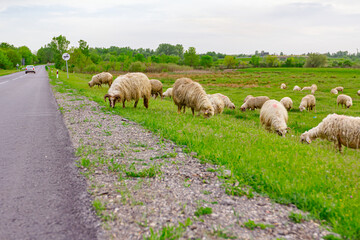 Fototapeta premium Sheep are grazing grass, on a pasture, meadow near the road
