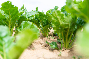salad lettuce vegetables on the fieldcloseup green