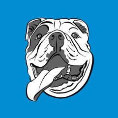 bulldog head - black and white color illustration