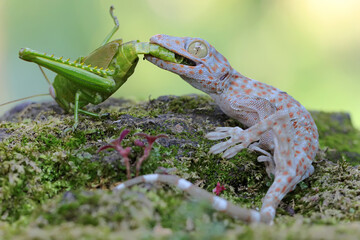 A young tokay gecko is eating a grasshopper. This reptile has the scientific name Gekko gecko.