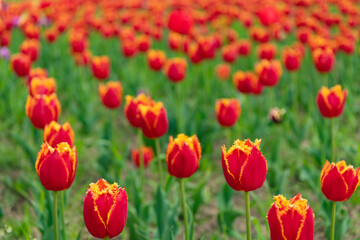 red flowers of fresh holland tulips in seasonal field