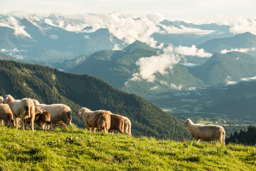 Fototapeta premium mountain sheep in the bavaria mountains.