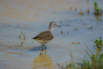 Wood Sandpiper (Tringa glareola) Searching for food in a marsh.