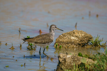 Wood Sandpiper (Tringa glareola) Searching for food in a marsh.