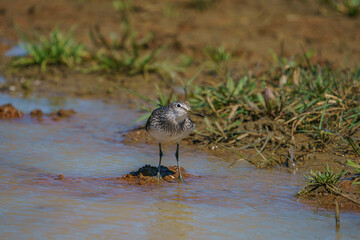 Wood Sandpiper (Tringa glareola) Searching for food in a marsh.