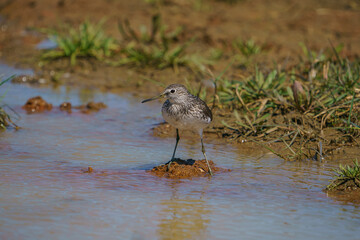 Wood Sandpiper (Tringa glareola) Searching for food in a marsh.