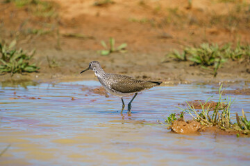 Wood Sandpiper (Tringa glareola) Searching for food in a marsh.