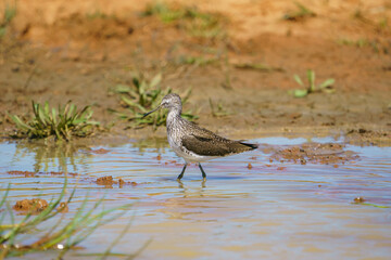 Wood Sandpiper (Tringa glareola) Searching for food in a marsh.