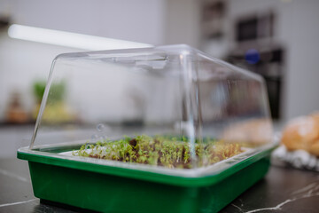 Young plants grown from seed in mini greenhouse at home. - obrazy, fototapety, plakaty