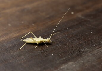 Focus selective on isolated specimen, male of Oecanthus pellucens, common name is Italian tree cricket, wood background