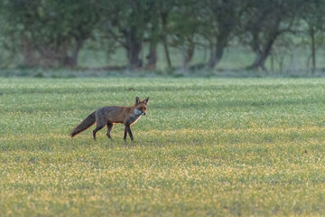 Red fox (Vulpes vulpes) stares across a farmer's field in the early hours of the morning, Norfolk, UK.