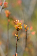 Dwarf pomegranate