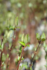 Deutzia Mont Rose