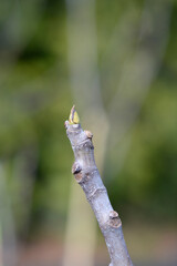 Fig Tree Brogiotto Nero