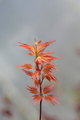 Japanese Maple Wilsons Pink Dwarf