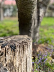 tree trunk with a trunk