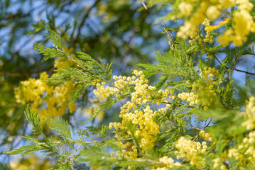 Yellow acacia flower, silver wattle