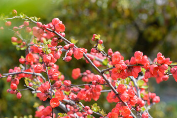 Red flower of Japanese quince