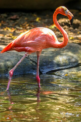 Pink Flamingos, Cartagena, Colombia