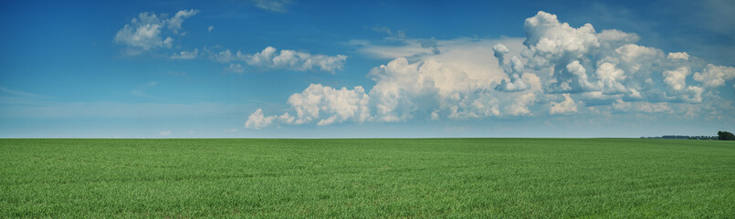 Panoramic view of green field and picturesque blue sky with white clouds. Agriculture background,...