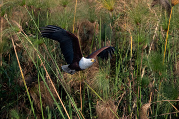 African Fish Eagle flying over the Okavango Delta
