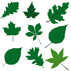 Set illustration of green spring leaves of different trees. Oak, maple, linden, osika, chestnut,