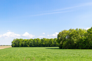 Green wheat field, trees in the background, landscape beautiful sky agriculture