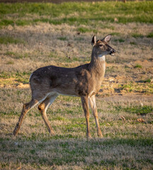 Naklejka na ściany i meble Evening dusk light shines on white tailed deer in meadow in North Carolina