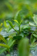 Landscape with green fields of tea in Anh Son, Nghe An, Viet Nam