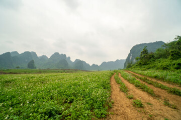 Fototapeta na wymiar Landscape with green fields of tea in Anh Son, Nghe An, Viet Nam