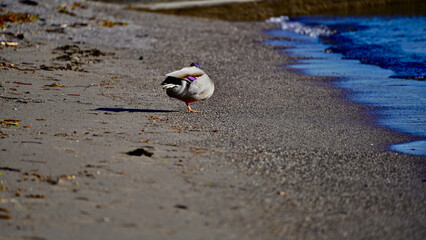 Frühlingsspaziergang in Zürich