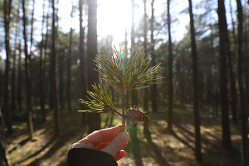 A woman's hand holds a fir branch on the forests on the Curonian Spit, Kaliningrad region. April...