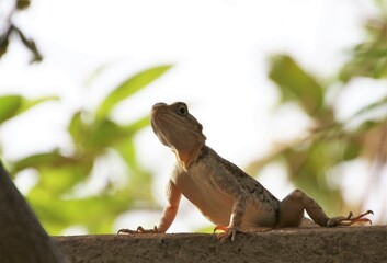 Le marqouillat recherche de quoi  manger